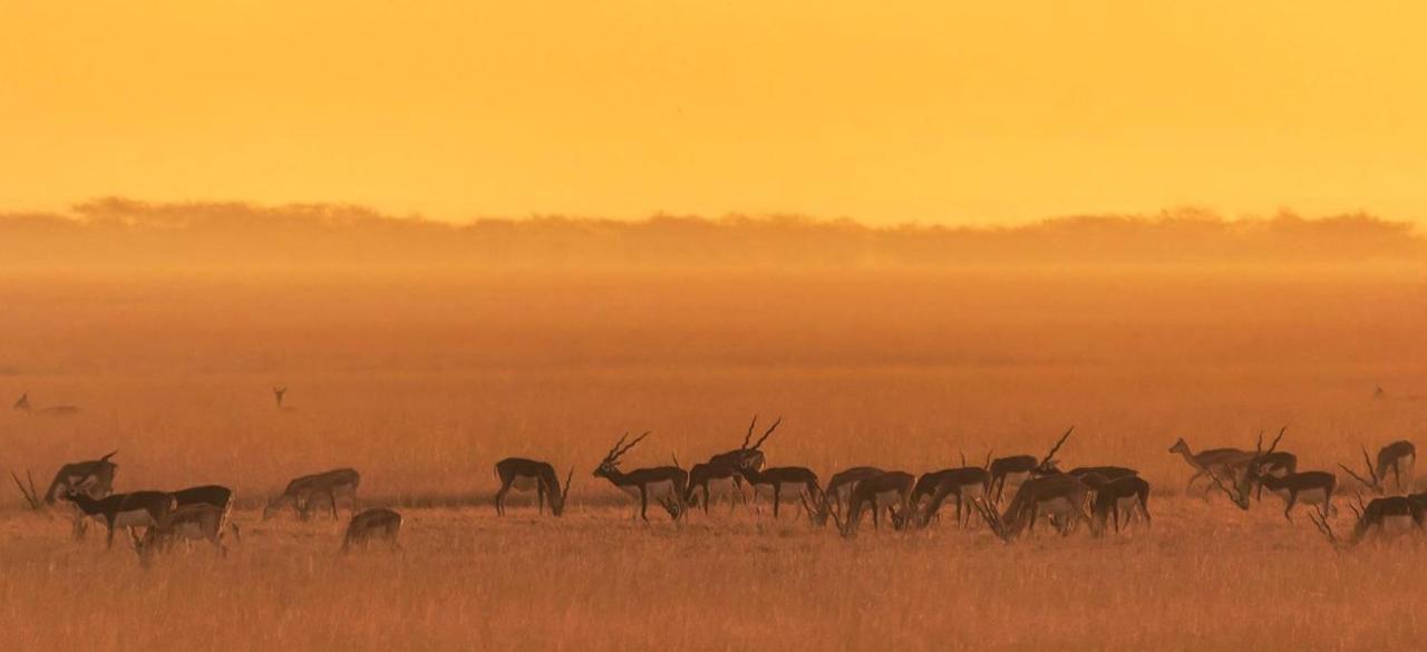 The Blackbuck Lodge Bhavnagar Eksteriør bilde
